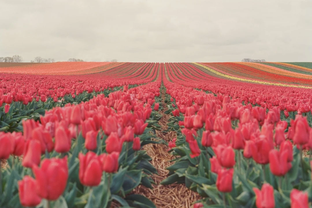 Backlink Quora: Tối ưu Hiệu Quả dưới góc nhìn chuyên gia SEO