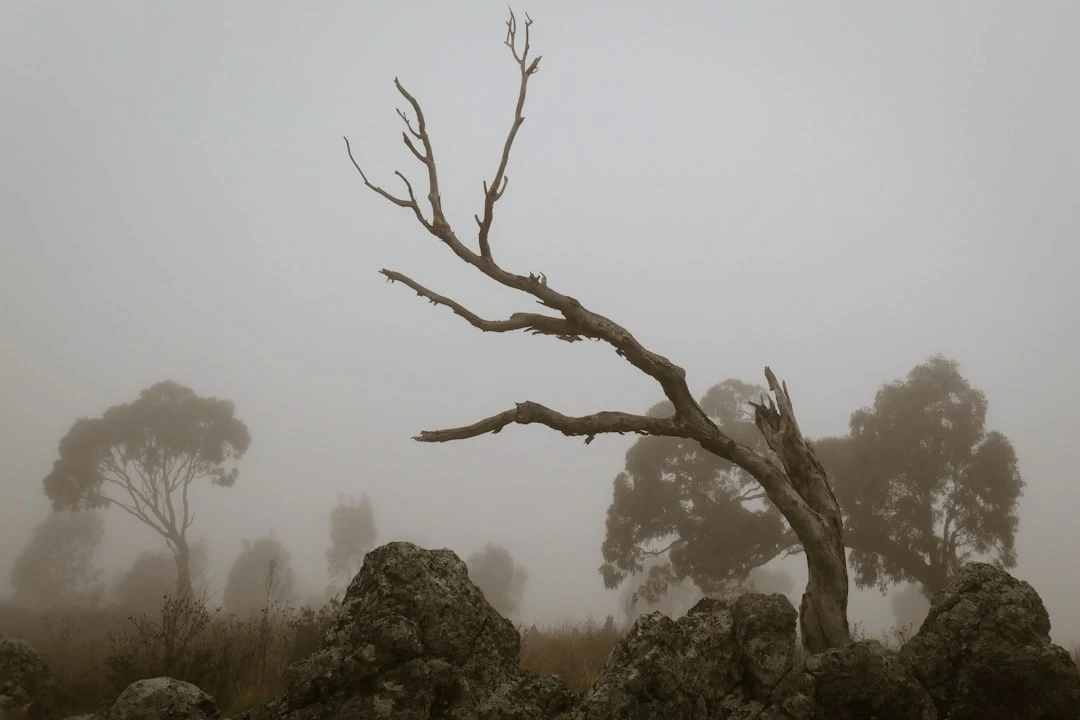 Chiến lược nội dung và backlink Australia